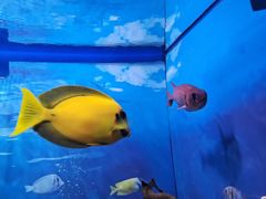 -烟台海昌鲸鲨海洋公园