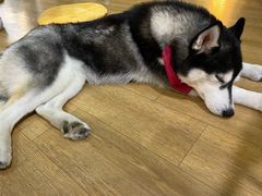 -Husky Go! 哈士奇体验馆·宠物咖啡厅狗咖
