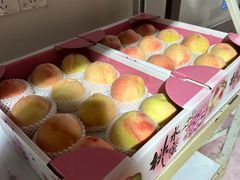 -南汇新场正宗水蜜桃采摘