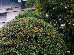 -东京国立博物馆