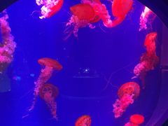 -海合安青岛极地海洋公园