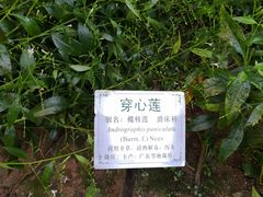 -广州神农草堂中医药博物馆