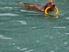 -汪说喵讲宠物乐园宠物酒店(红星美凯龙店)