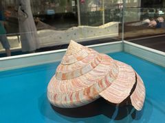 -青岛贝壳博物馆