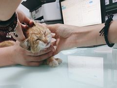 -宠福鑫康馨动物医院·骨科·眼科