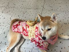 -逗柴咖啡屋·狗咖猫咖宠物桌游