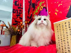 -爱洗澡的猫(望京店)