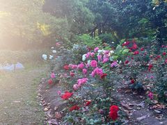 -上海共青森林公园