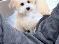 -帕帕拉兹宠物(亚洲旗舰店)