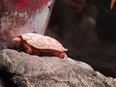 -上海海洋水族馆
