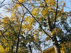 -三里屯东五街银杏大道