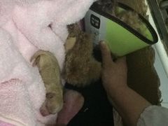 -乐嘟嘟宠物医院