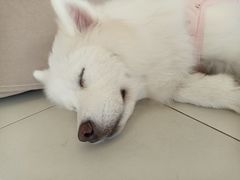 -怪兽屋·羊驼·猫咖·狗咖(俊华广场店)