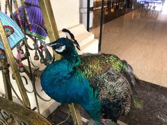 -西双版纳融创皇冠假日度假酒店