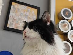 -平行世界·猫咖(首经贸店)