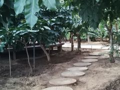 -北戴河集发农业梦想王国
