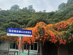 -鲤鱼塘农家山庄