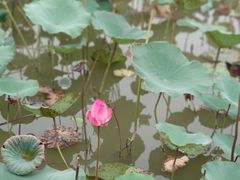 -大湾区中央湿地公园