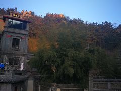 -老张烤羊(王哥庄店)