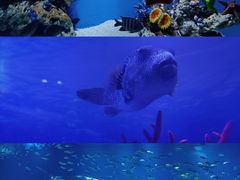-上海海昌海洋公园