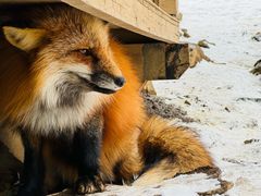 -宫城藏王狐狸村