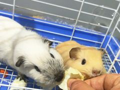 -楼上猫咖(罗湖店)