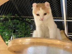 -猫和宫(六道口店)