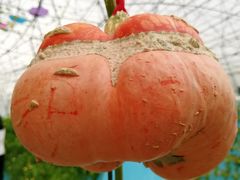 景点-盈香心动乐园