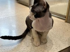 -飞行喵MR PILOT|猫舍·猫咖(静安大融城店)