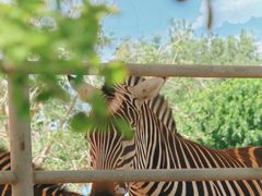 -石家庄市动物园