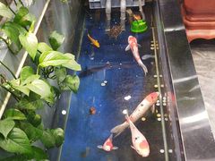 -洞庭家宴·头牌甲鱼(广渠门店)