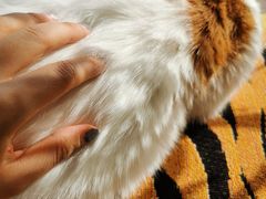 -平行世界·猫咖(首经贸店)