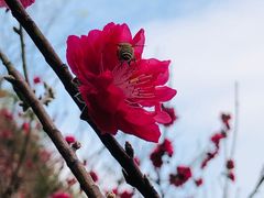 -桃花涧