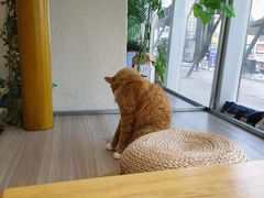 -藏猫猫咖啡主题馆(中央大道店)
