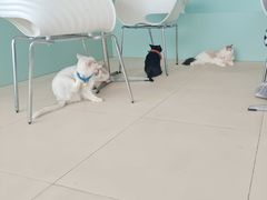 -怪兽屋·羊驼·猫咖·狗咖(俊华广场店)