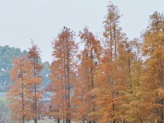 -白鹭湾湿地公园