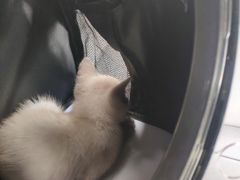 -喵zoo家庭繁育猫舍(尖东智能花园店)