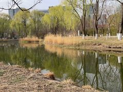 -大兴滨河森林公园