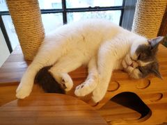 -more than meow吴止猫主题餐厅(承德 中船汇店)