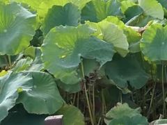 -梁鸿国家湿地公园