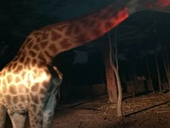 -清迈夜间动物园