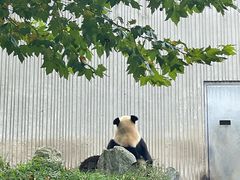 -卧龙中华大熊猫苑神树坪基地
