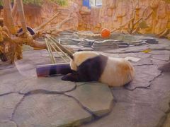 -泉州海丝野生动物世界