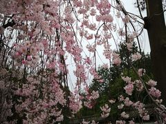 -西安青龙寺遗址景区