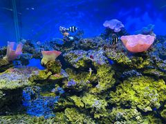 -御唐府海珊瑚主题餐厅