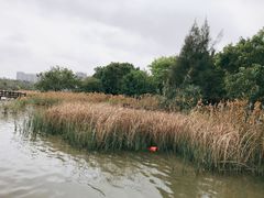 -五缘湾湿地公园
