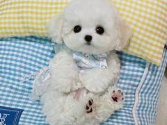-萌宠之家·腊肠犬·马尔泰·小体犬舍