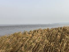 -上海吴淞炮台湾国家湿地公园