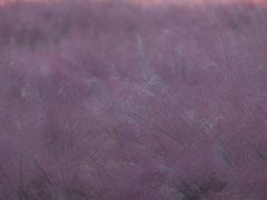 -艾溪湖湿地公园