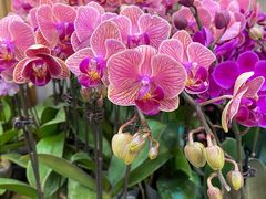 -双季花艺园艺市场(浦东店)